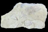 Three Crinoid Fossils ( Species) - Gilmore City, Iowa #88854-2